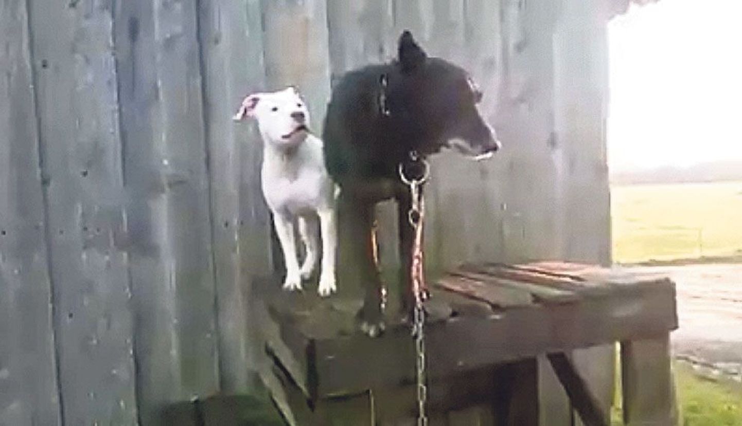 В социальных сетях появилось видео, на котором двое мужчин натравили одну собаку на другую.