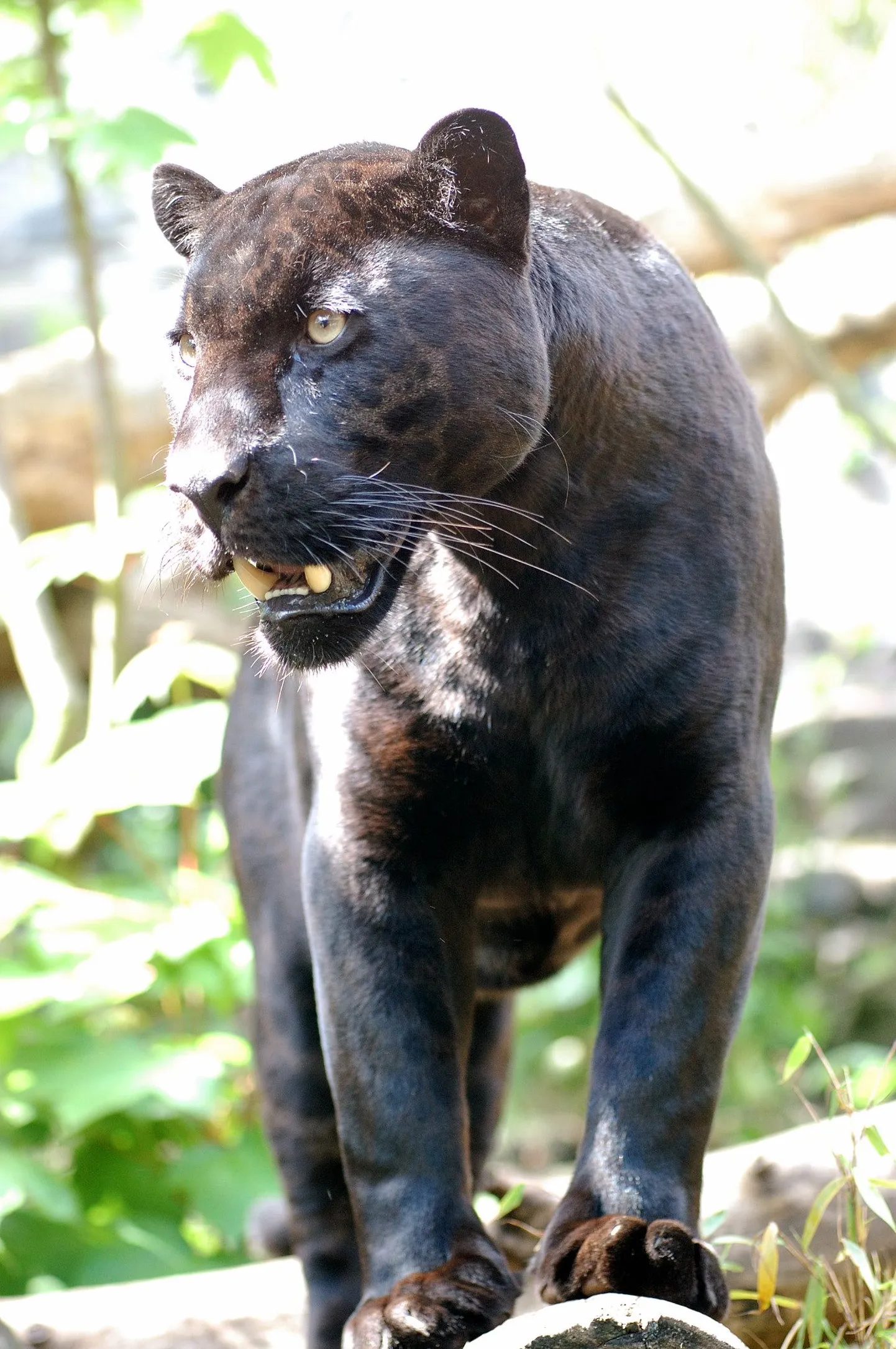 Must panter