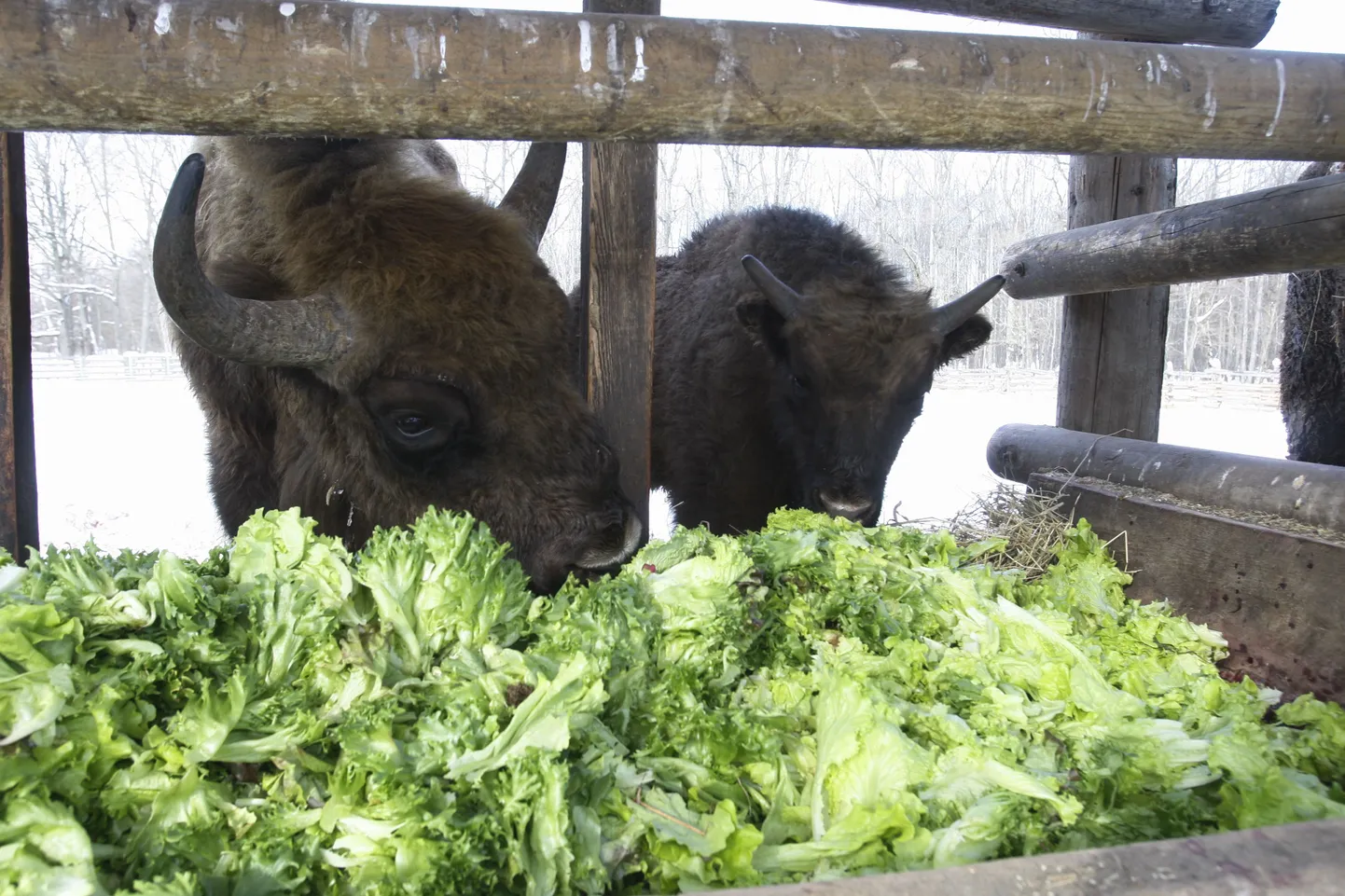 Бизоны в зоопарке Элиствере едят зелень, оставшуюся после президентского приема.