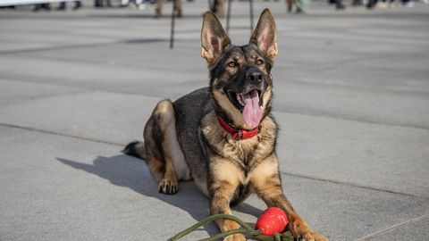 FOTO ⟩ Teenistuskoer Steffi leidis metsast abivajava naise