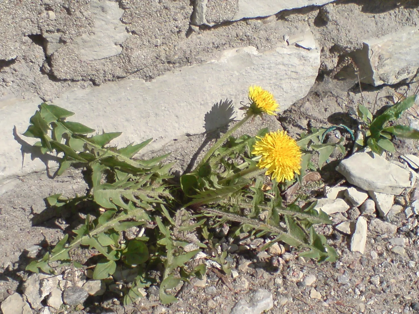 Artikli foto