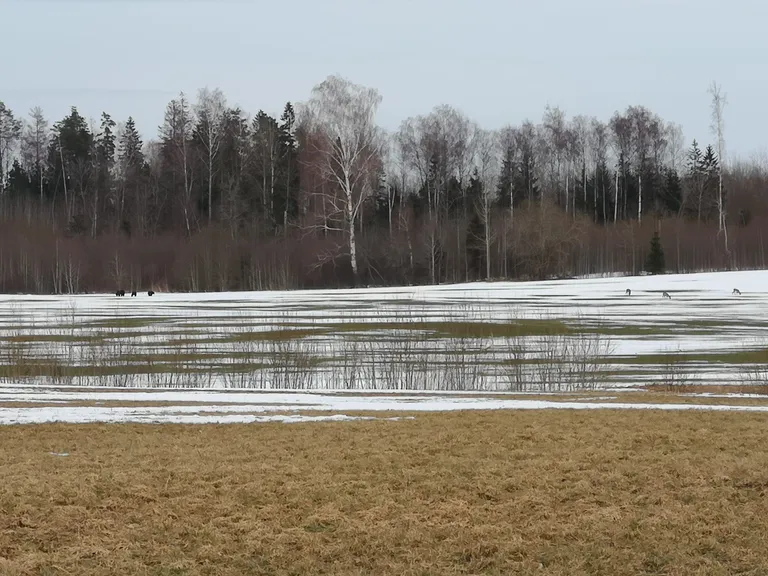Karud ja kitsed ühel põllul. Põlvamaa, Krootuse.