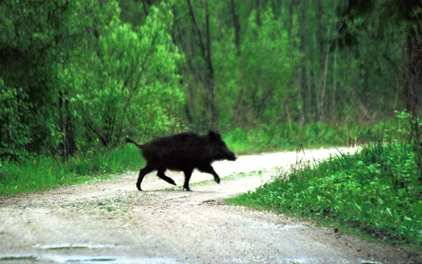TRT01: VERETA JAHT VÄÄTSAL : VÄÄTSA, EESTI, 22MAY01 -  
Väätsa riigijahipiirkonnas toimus loomafotovõistlus "Vereta jaht 2001".
Pildil metssiga. 
al/Foto ALO LÕHMUS POSTIMEES