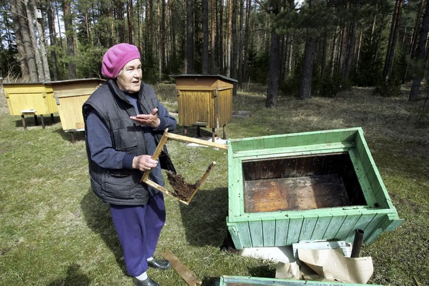 Pikaristi külas elav vanaproua Aino on mesikäpa käikude pärast mures ning kardab, et suur loom võib ka inimest rünnata.