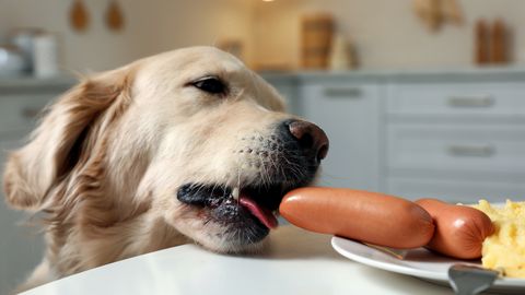 Loomaarst vastab: miks koer toitu varastab?