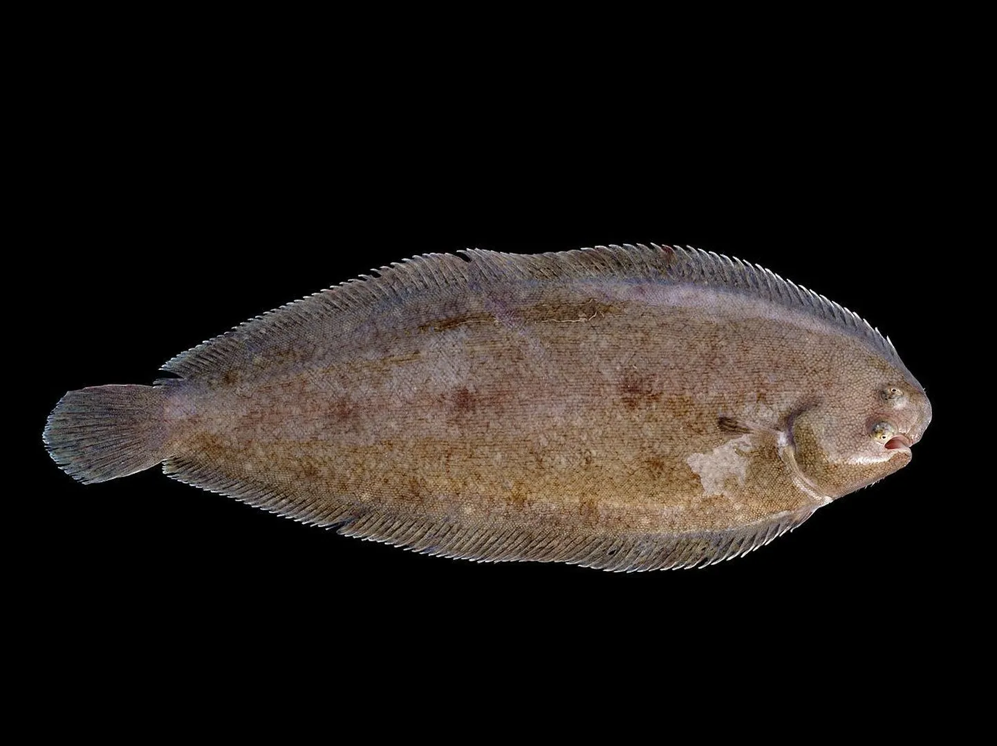 Harilik merikeel (Solea solea)