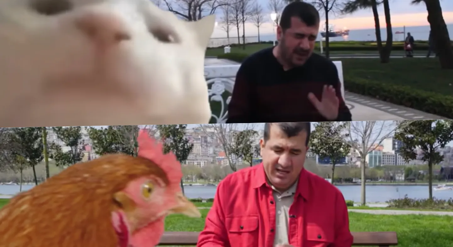 Kass ja kana. Kuvatõmmised videost. Elu24 kollaaž.