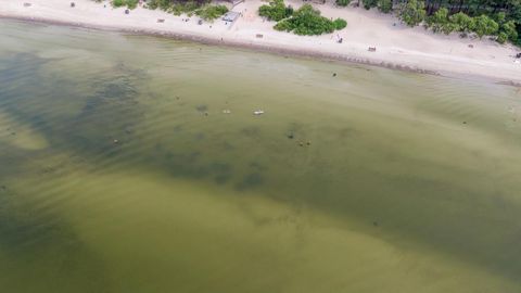 Сине-зеленые водоросли достигли пляжей Западной Эстонии