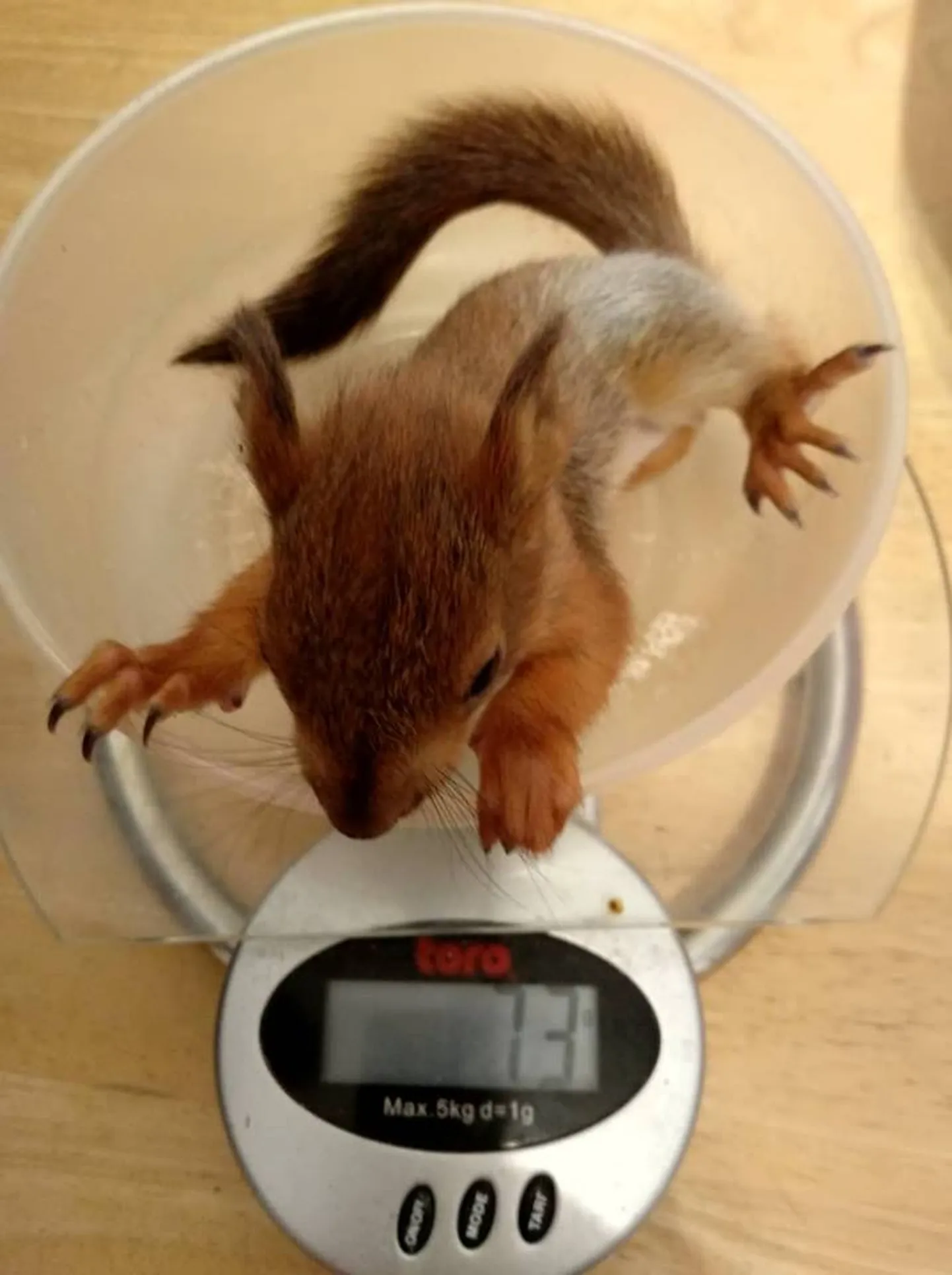 Üks seitsmest Muugalt päästetud oravapojast.