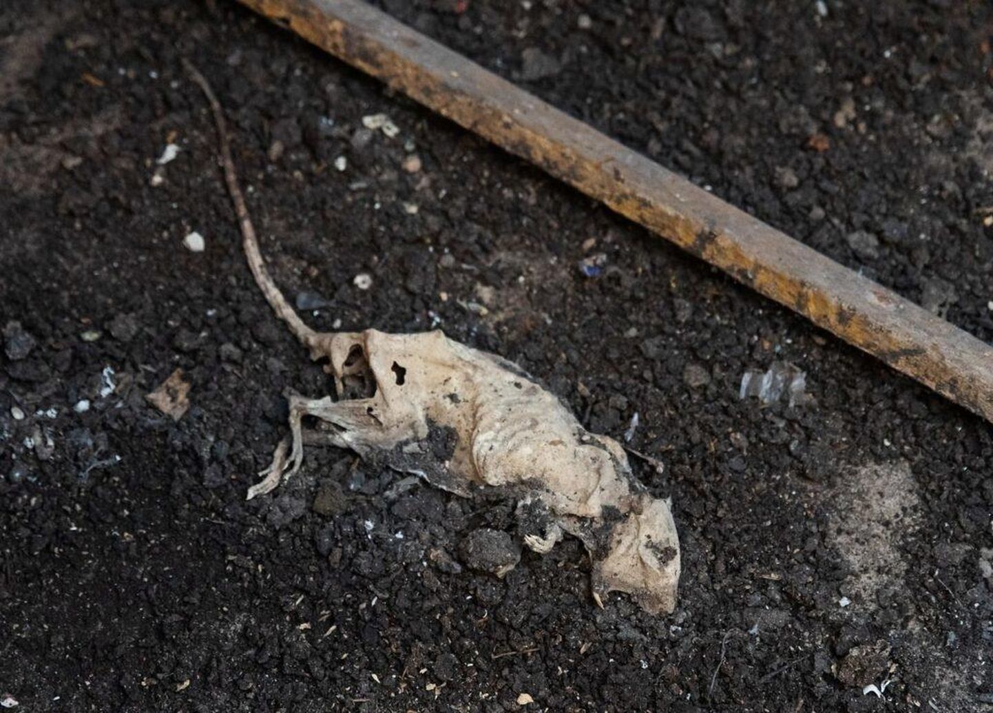 Kalamajast Kotzebue 9 keldrist leitud mumifitseerunud rott