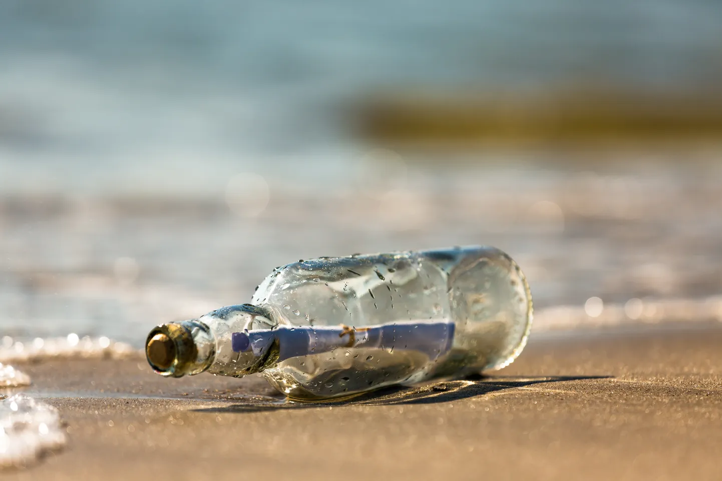 Kiri pudelis rannal. Pilt on illustreeriv