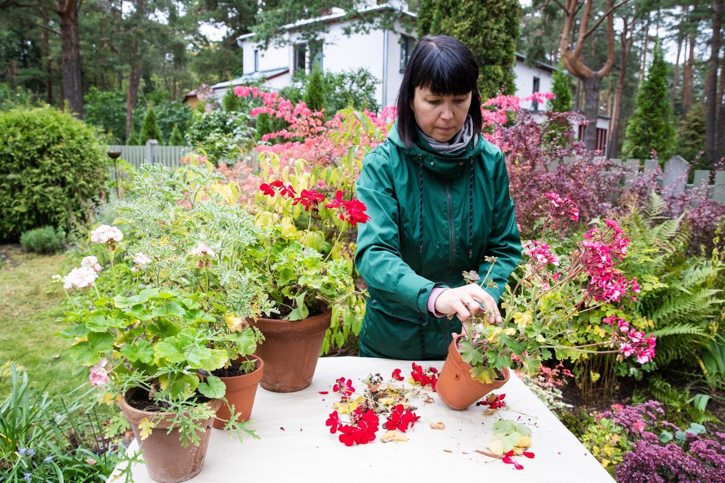 Ингрид Сембах-Хыбемяги показывает, как подготовить к зимовке в доме цветы, простоявшие на улице все лето.