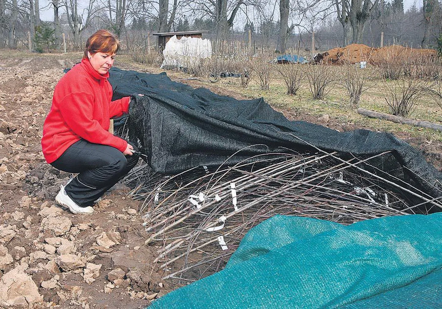 Läinud nädalal võttis Külli Kambek istikud talvekorterist välja ja alustas igakevadist turutuuri.