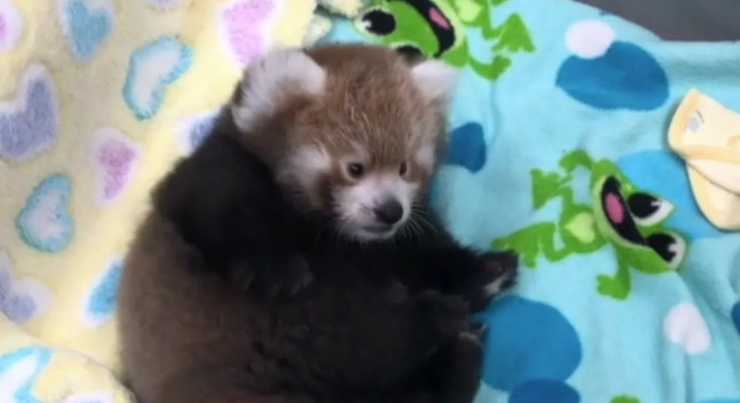 Punane pandapoeg Keti