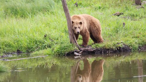 Eestis on käimasoleval hooajal lastud poolsada karu