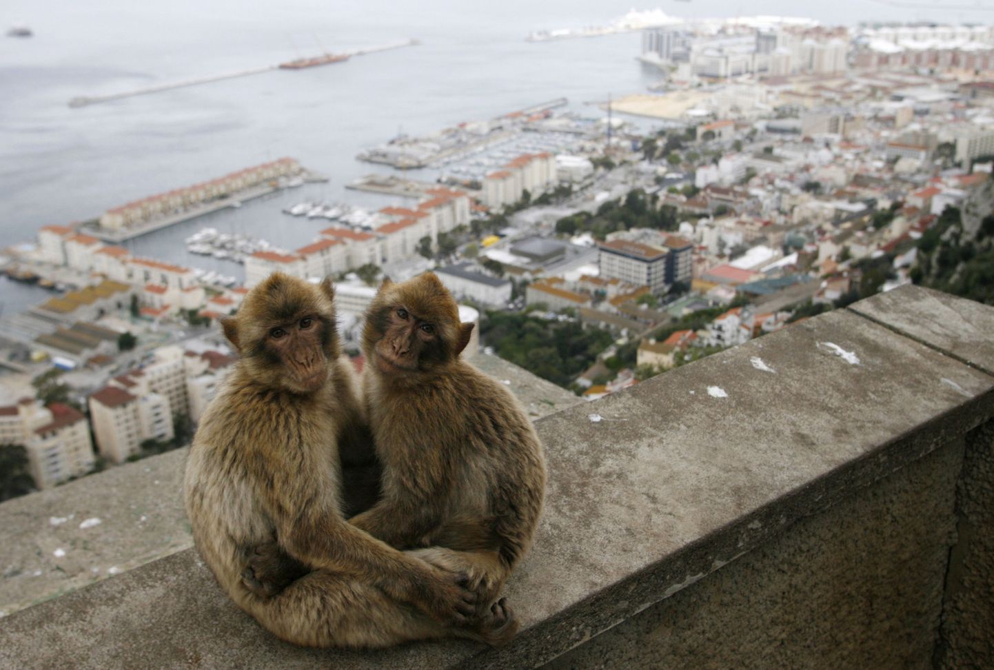 Gibraltari ahvid Pürenee poolsaare lõunatipus asuval kaljunukil.