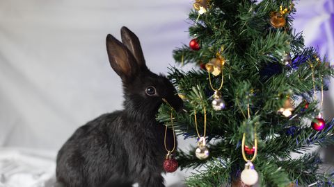 Ни в коем случае не дарите эти подарки на Новый год – 2023, иначе сильно оскорбите Кролика