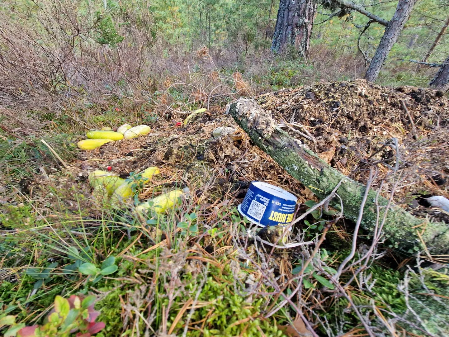 Luitemaa looduskaitseala serva metsa alla oli keegi oma koduaiast viinud kurgid. Aiasaaduste ja haljastusjäätmete metsa kõdunema viimine on keelatud.