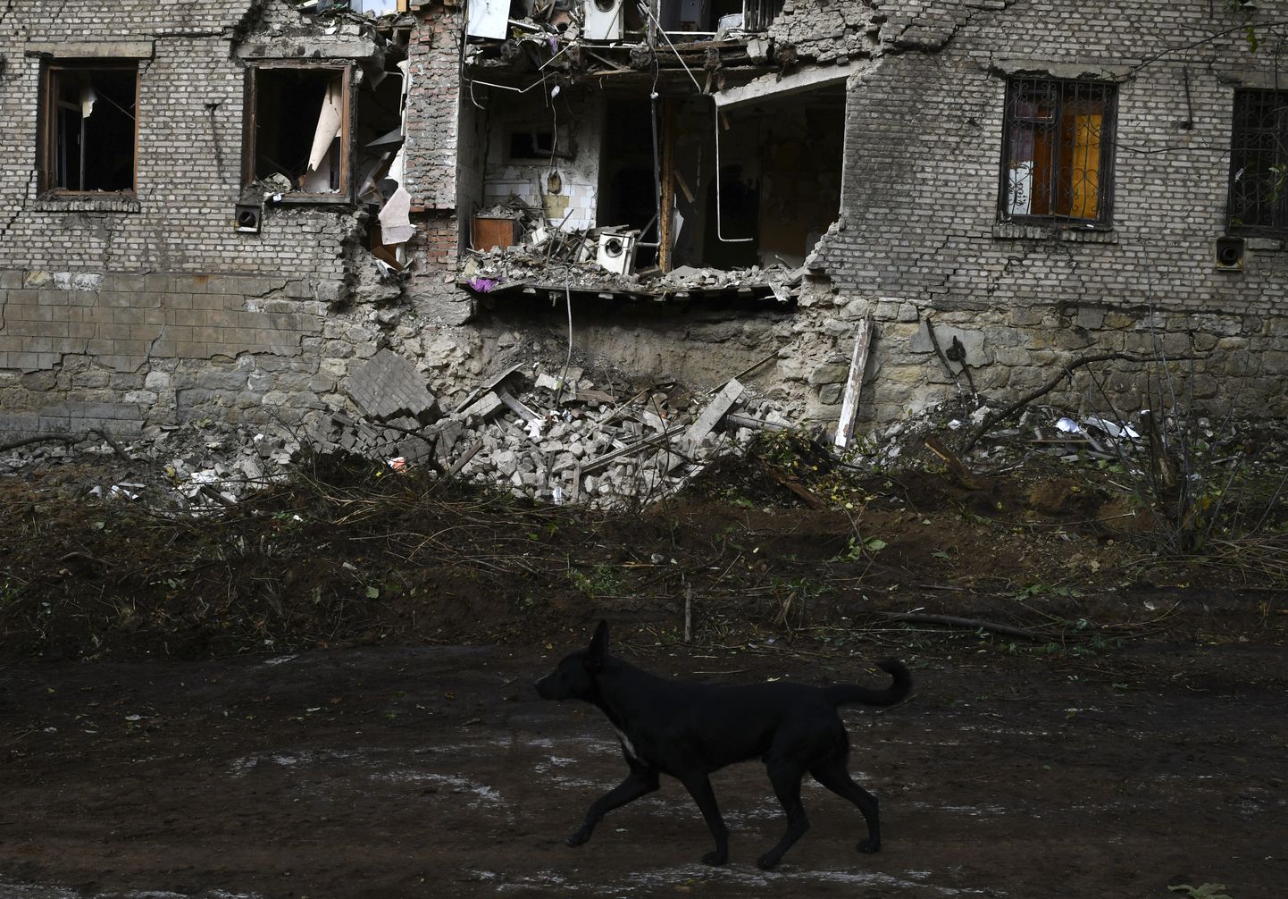Cобака пробегает мимо разрушенного дома в Украине
