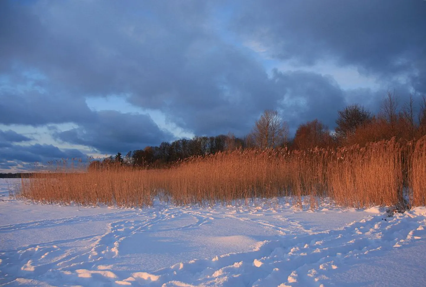 Harku järv.
