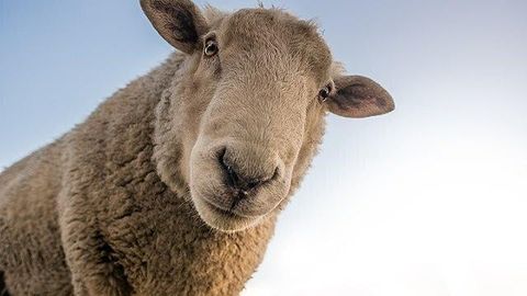 MIHKEL KUNNUS ⟩ Konformistlikud lambad kliimakonverentsil