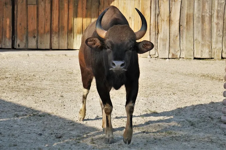 Kepsutav gaur.