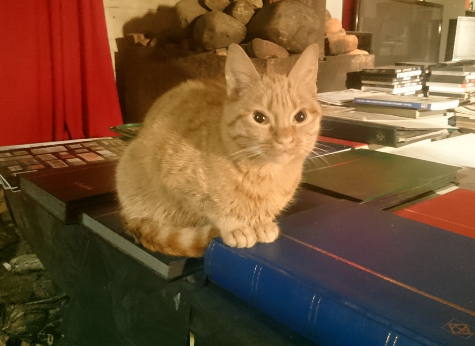 Raoul Kurvitza kollasetriibuline kass nimega Mia Miouque läks 10. jaanuaril kaduma.