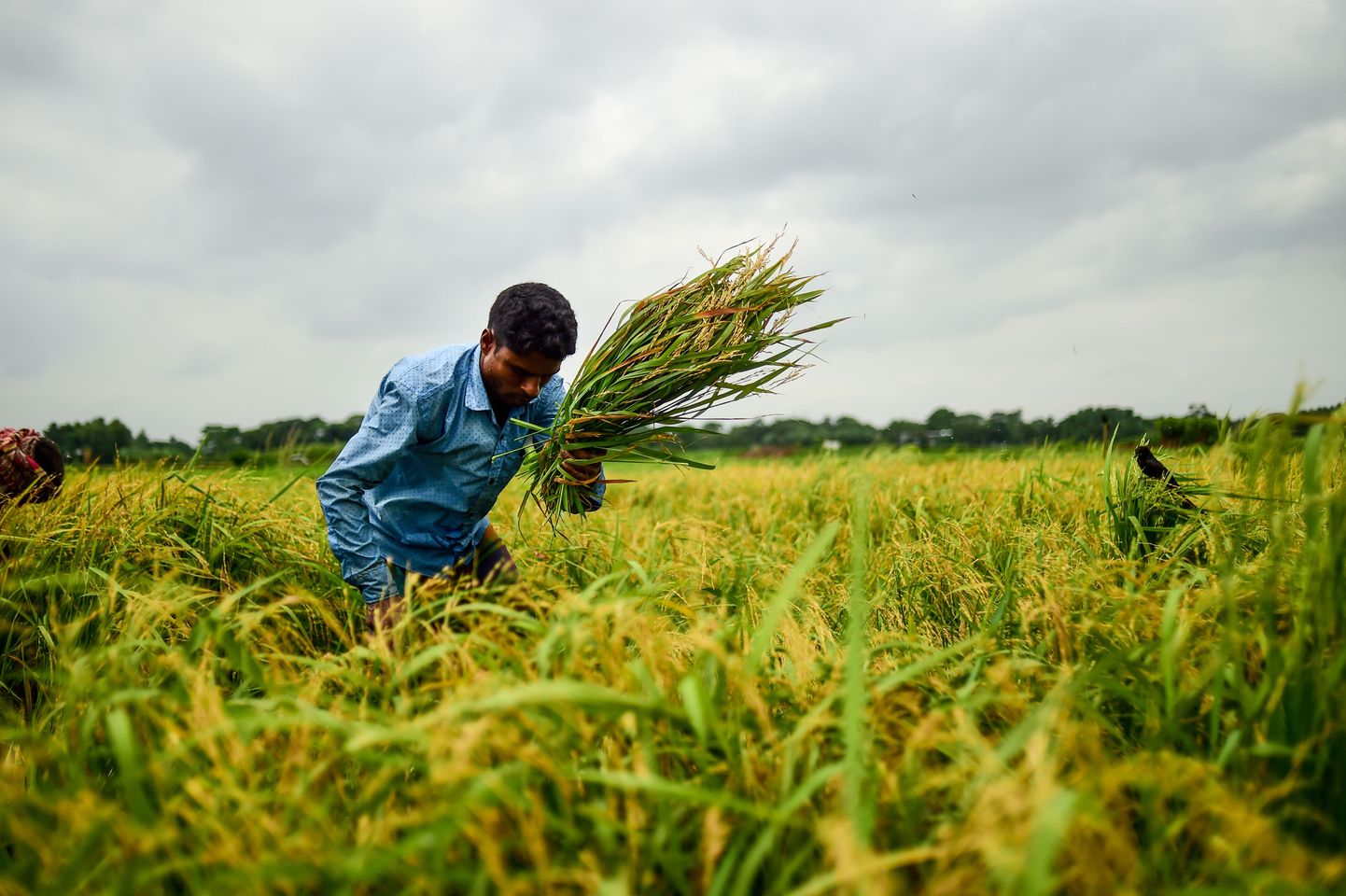 Riisipõld Bangladeshis. Foto on illustratiivne.