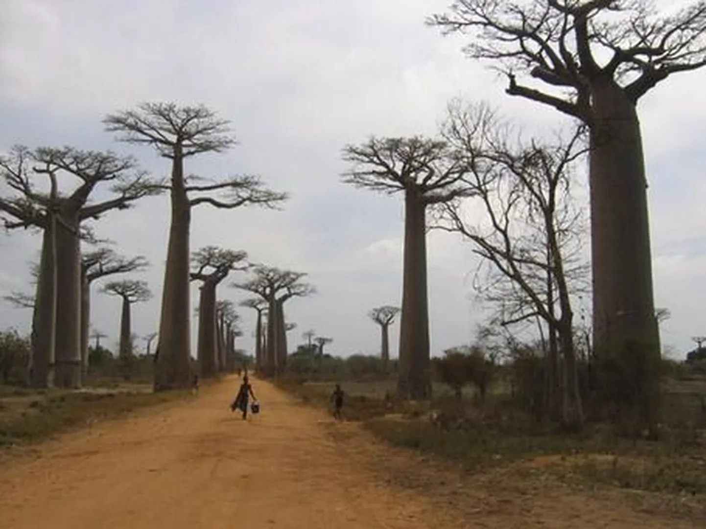 Eestlased said Madagaskari läänerannikul ringi seigeldes oma silmaga näha maailmakuulsat Baobabi alleed, mis asub Kirindy looduspargis.