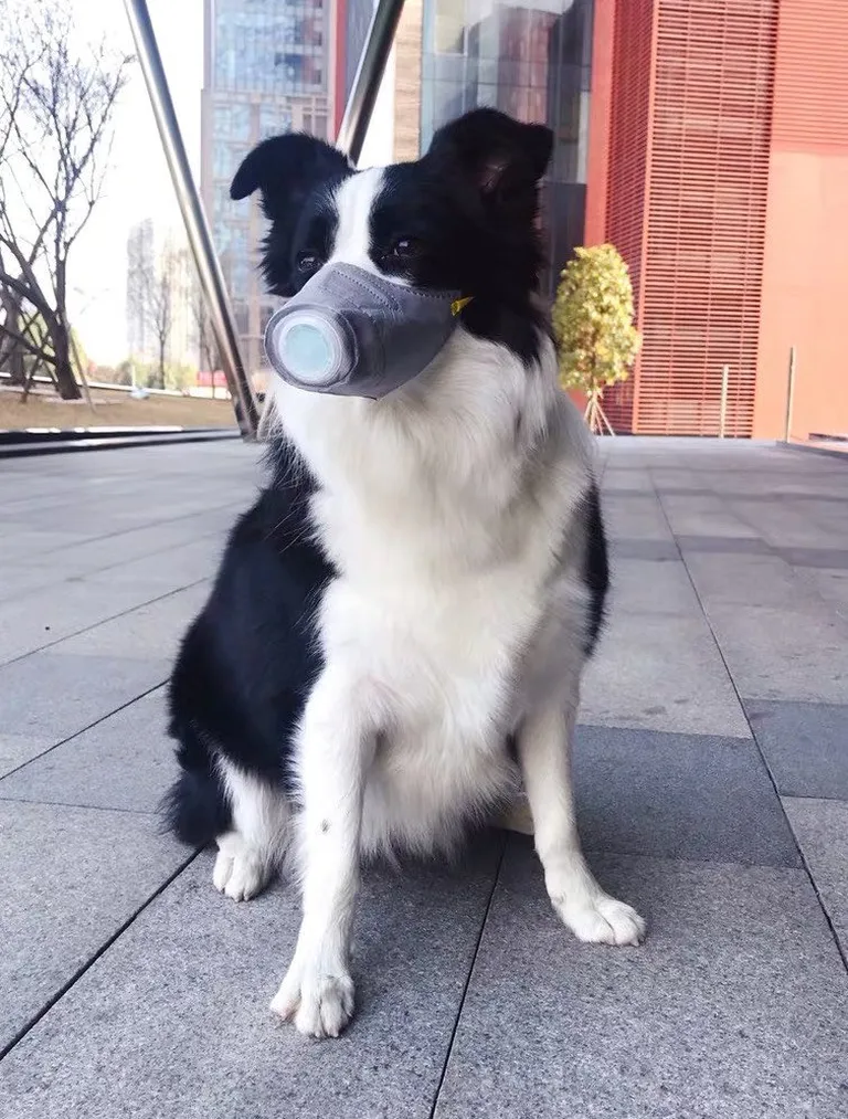 Koertele mõeldud kaitsemask.
