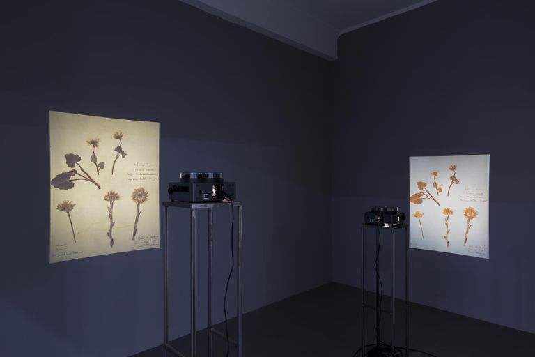 Milena Bonila installatsioon «Dark Fading Chlorophyll» Rosa Luxemburgi herbaariumi põhjal (2020–2021).