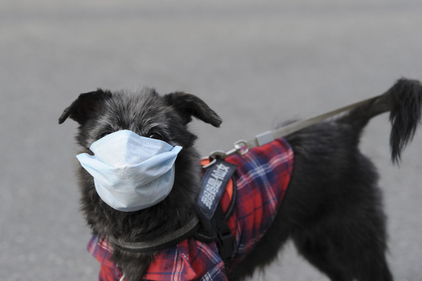 Hiinas kannavad ka koerad kaitsemaski