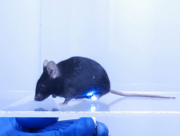 Transgeensel hiirel on kuumataju vahendavad närvirakud muudetud sinisele valgusele tundlikuks. Sinise valgusega stimuleerimise tagajärjel tunneb hiir sinist valgust kuumana, kuigi kude jääb kenasti terveks ja ei saa kahjustatud. Sellised lahendused võimaldavad uurida valu meelt tervetes hiirtes.
