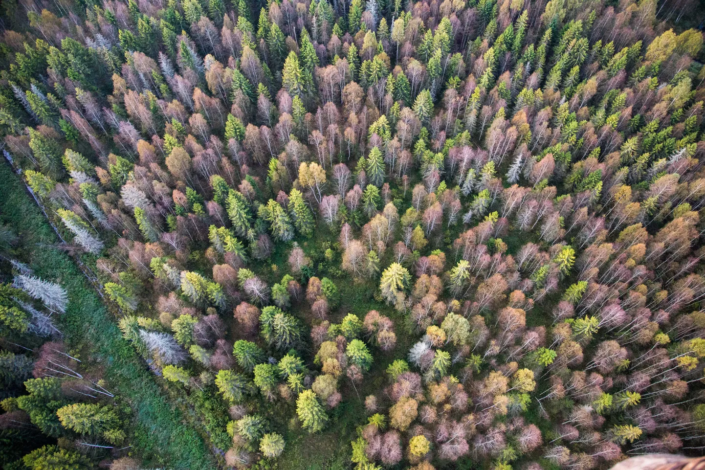 Artikli foto