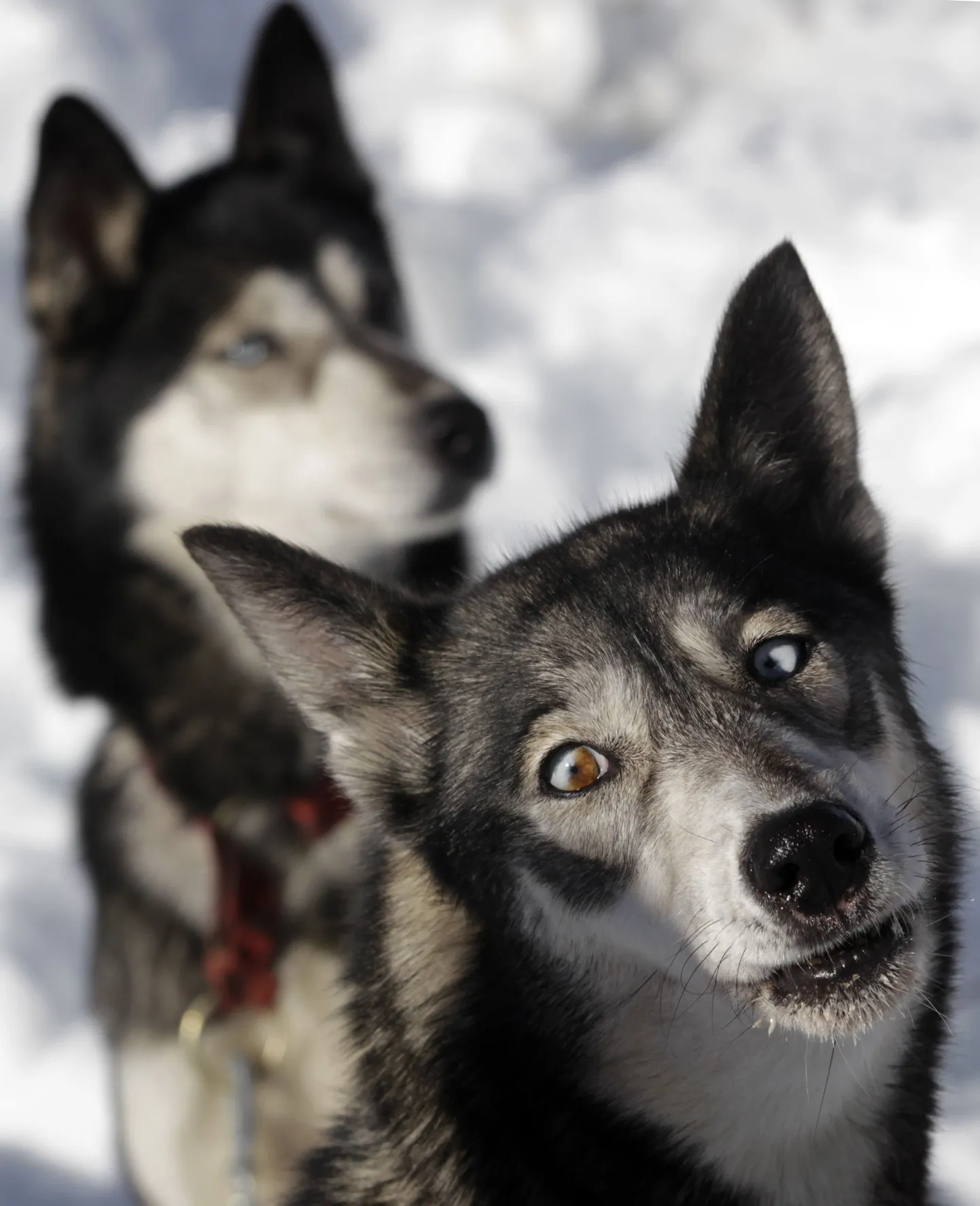 La Grande Odyssee võistlusel osalev husky