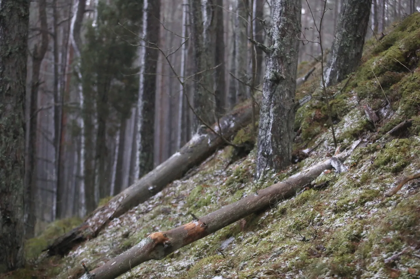 Vētrā nolauztie koki dabas parkā "Ragakāpa" Jūrmalā.