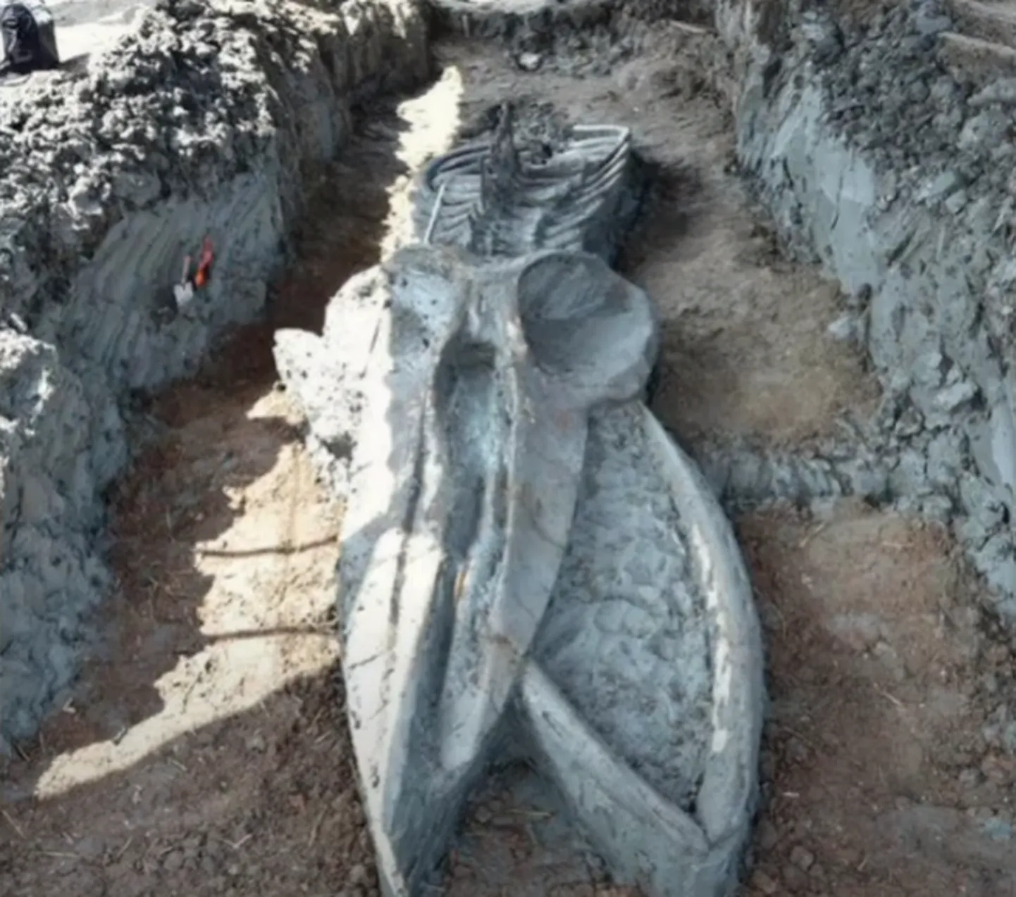Tai paleontoloogid leidsid iidse vaala skeleti