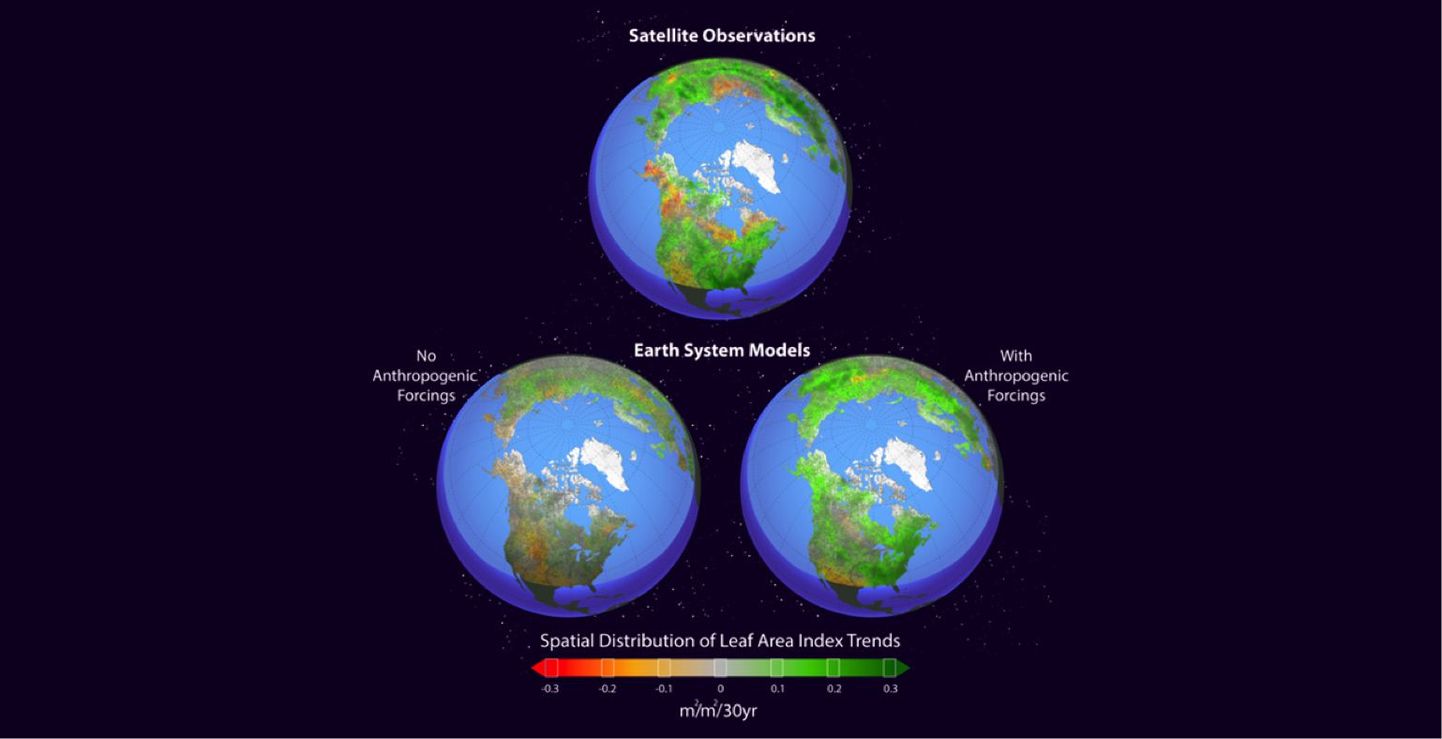 Maa süsteemi mudelid simuleerivad põhjapoolkera rohenemist. Pildil on kujutatud lehe pindala indeksi muutuste ruumiline jaotumine kasvuperioodil aprillist oktoobrini vahemikus 1982-2011, ühikuks m2/m2/30aastat. Ülemisel kujutisel on näidatud satelliidipiltidest saadud keskmistatud andmed, vasakpoolsel hinnanguline olukord ilma inimmõjudeta ja paremal inimeste põhjustatud muutustega.