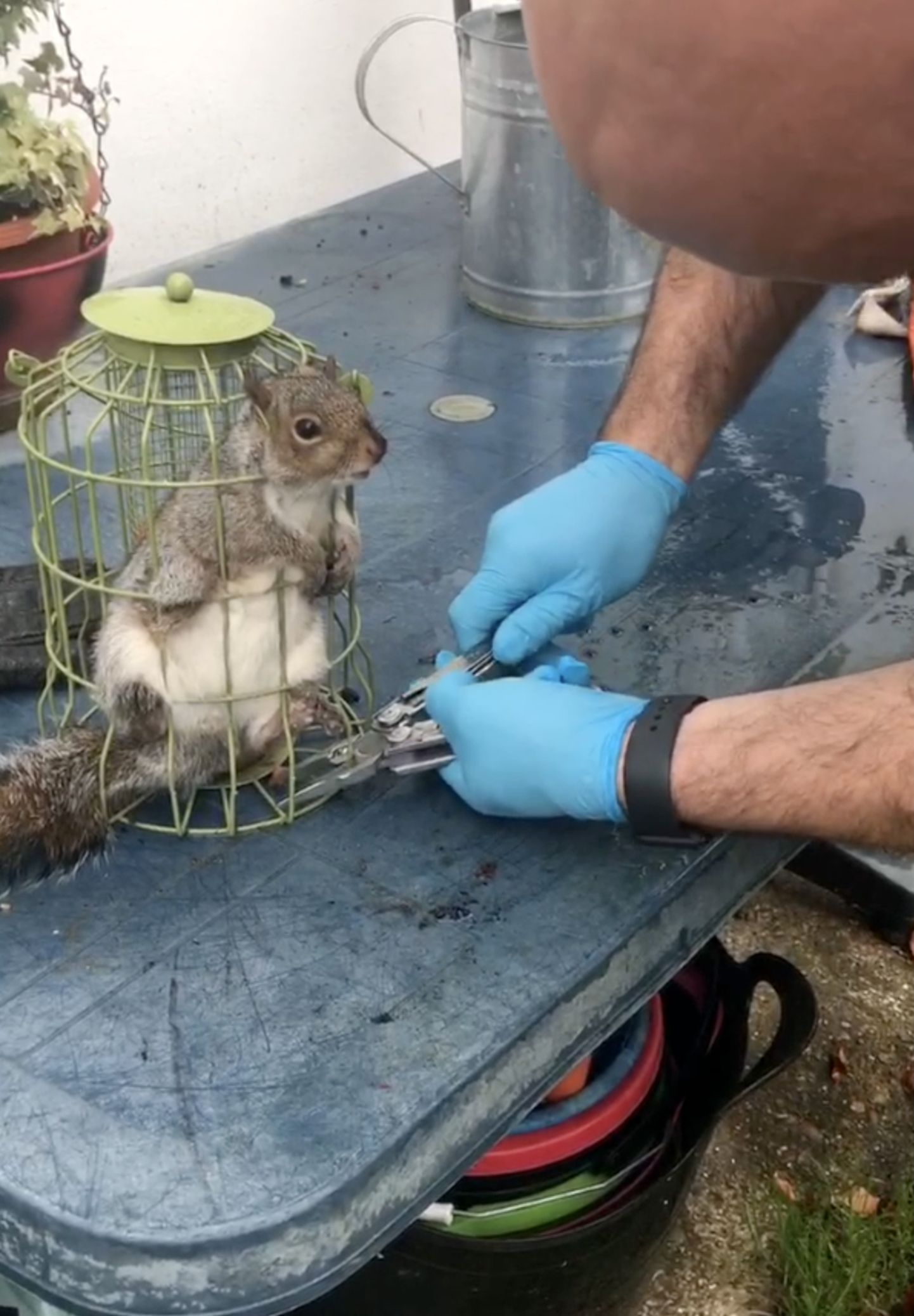 Pähklitega maiustama läinud orav jäi linnupuuri kinni ning päästjad pidid ta sealt välja lõikama.