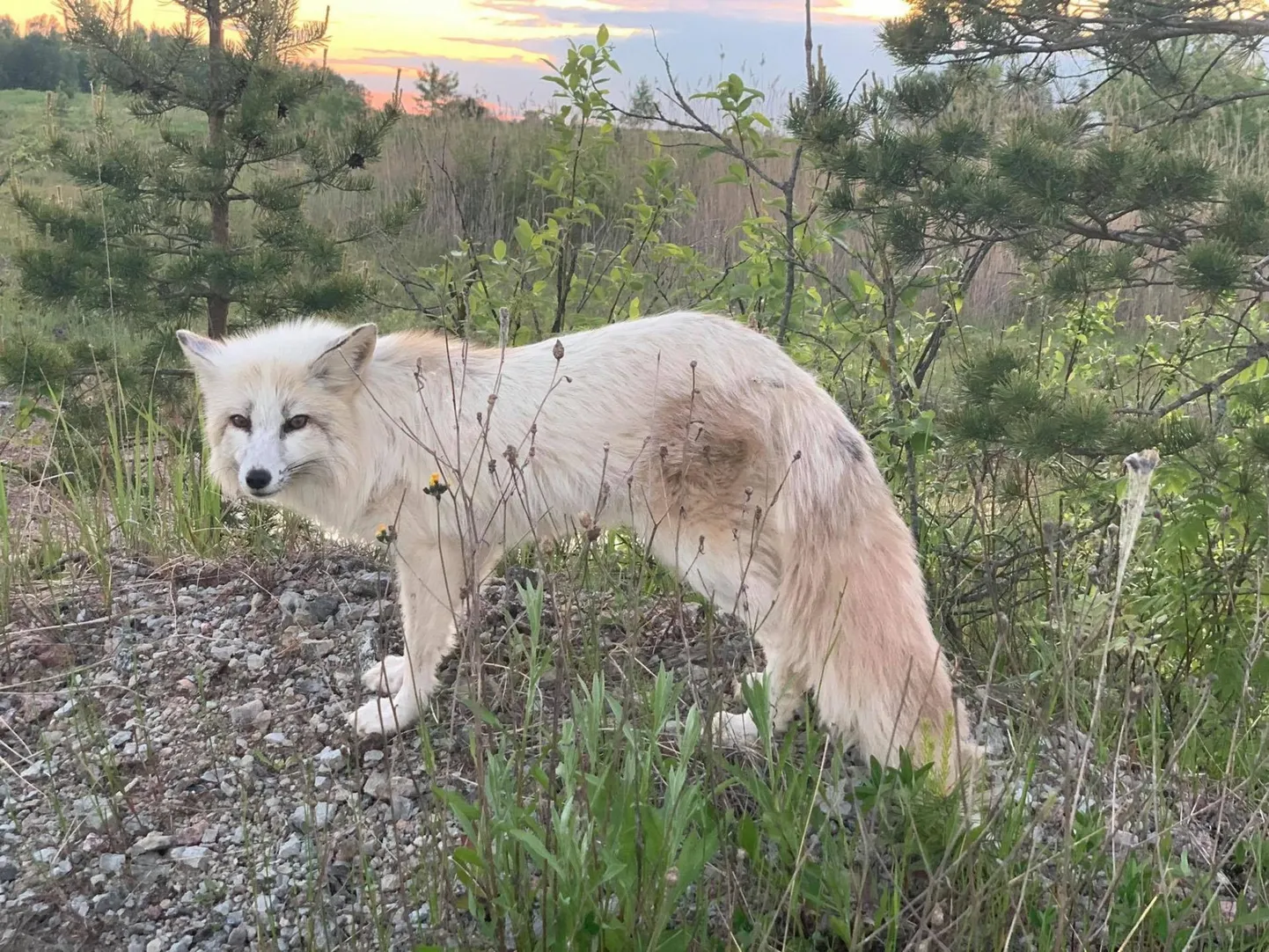 Jooksu pääsenud ja hiljem Eesti Metsloomaühingu inimeste poolt Lääne-Virumaal kinni püütud rebane.