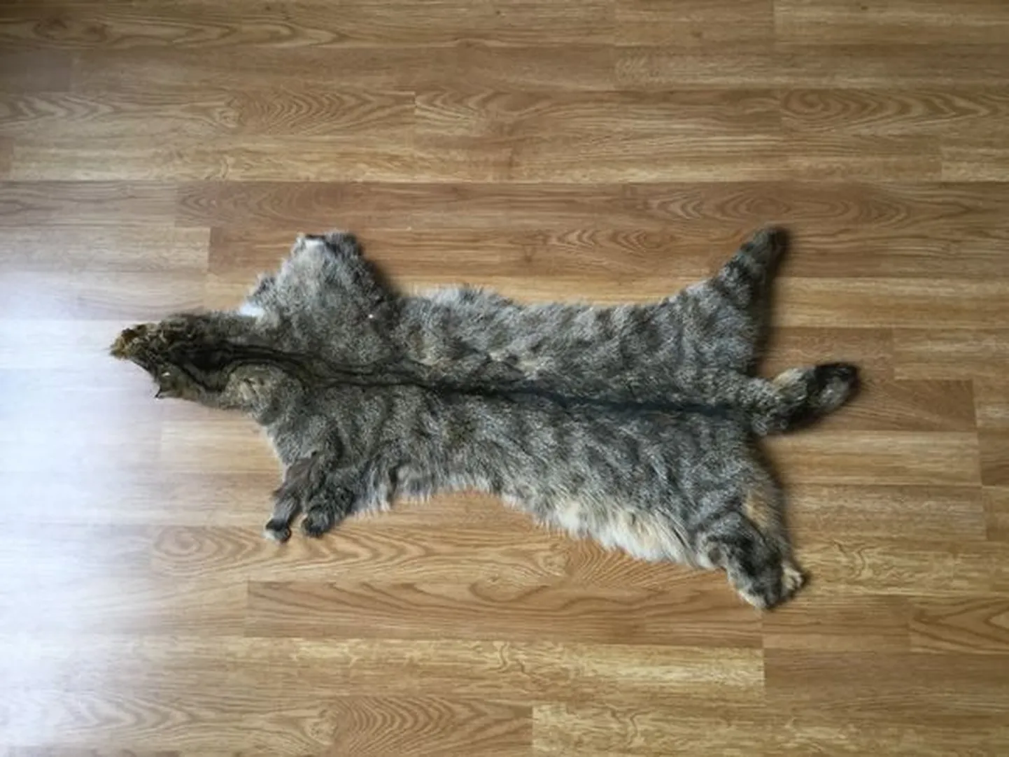 Artikli foto