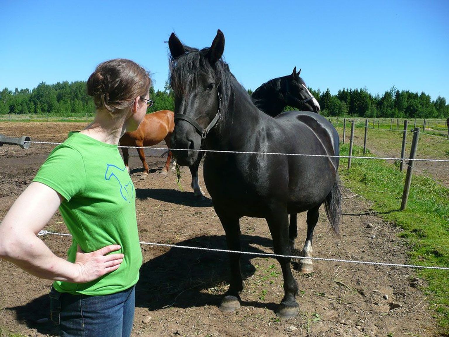 MTÜ Vana-Tori ­Hobuse ühing, mille juhatuse liige on ­aastaid Eestis elanud sakslanna Ute Wohlrab, taotleb tunnustust tori hobuse ­vana-tori suuna tõuraamatupidajana, ­millele teised hobusekasvatajad vastu ­seisavad.