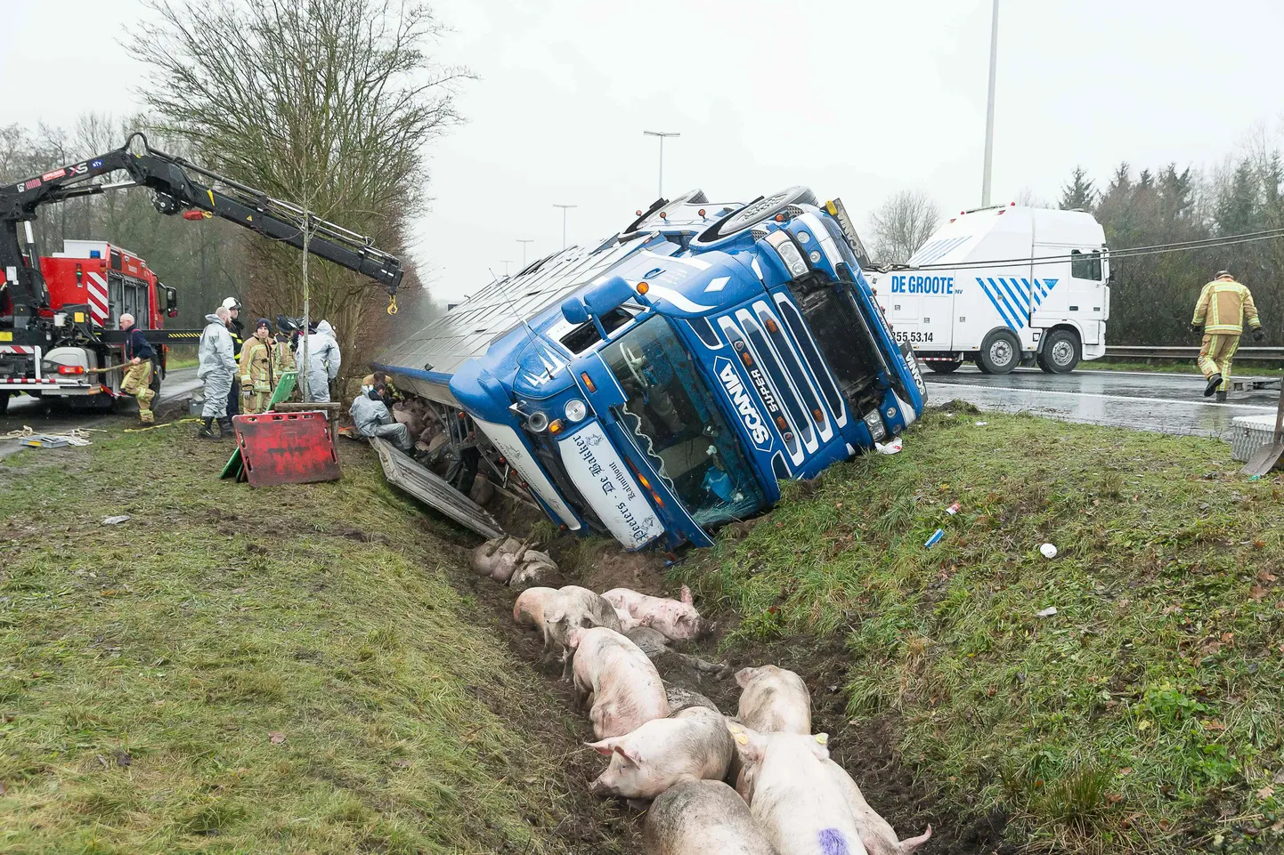 Belgias läks sigu vedanud veoauto ümber.