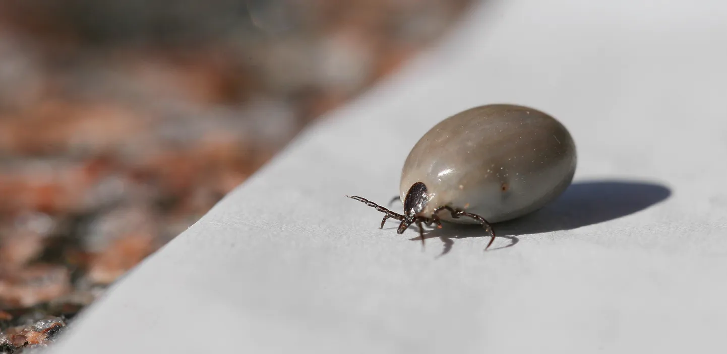 Eestis levinud puugiliikidest on haiguste levitajatena ohtlikud võsapuuk.