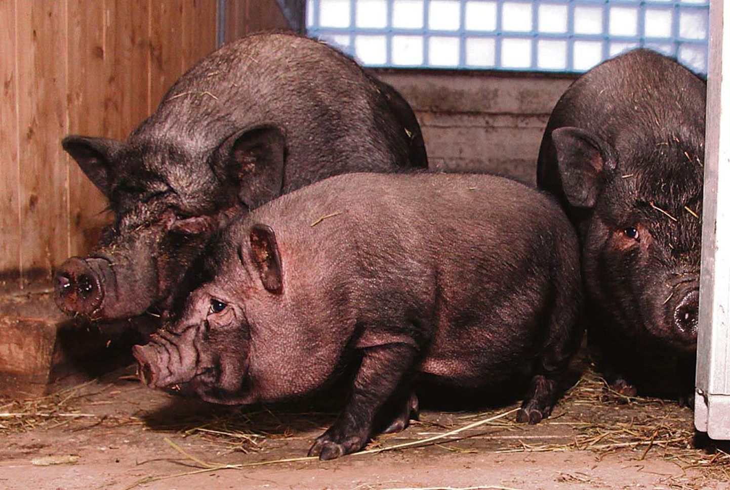 Nurmenuku turismitalu loomaaia sigadel tuli raskeveohobuste päeva nimel eluga hüvasti jätta.