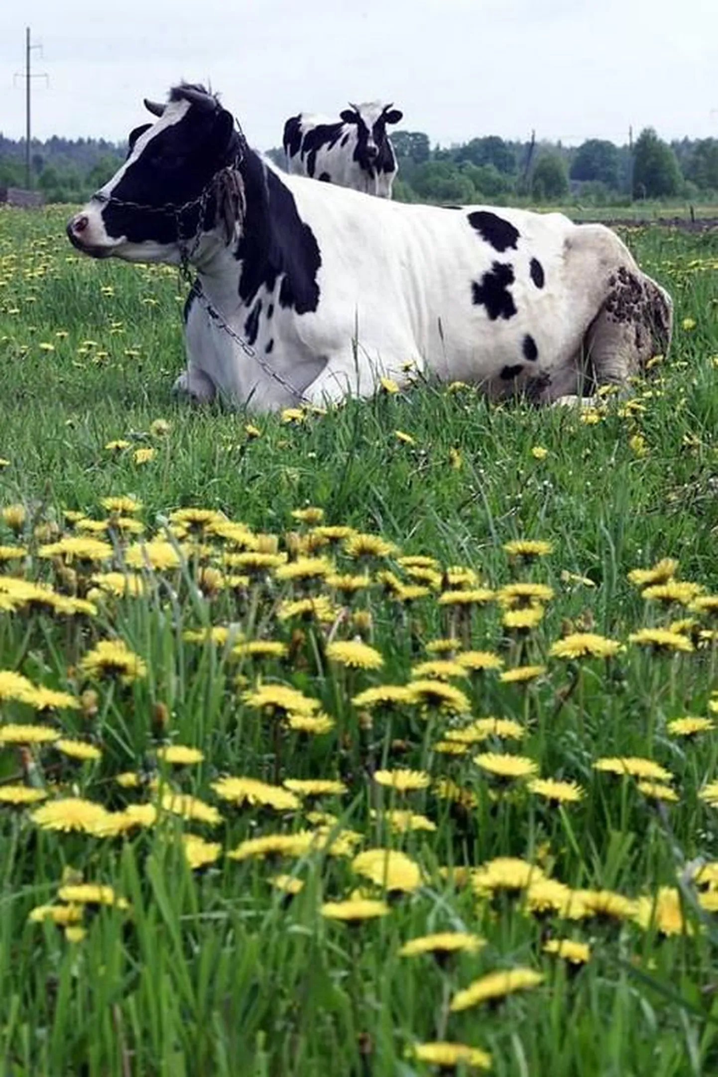 Lehm mäletsemas.