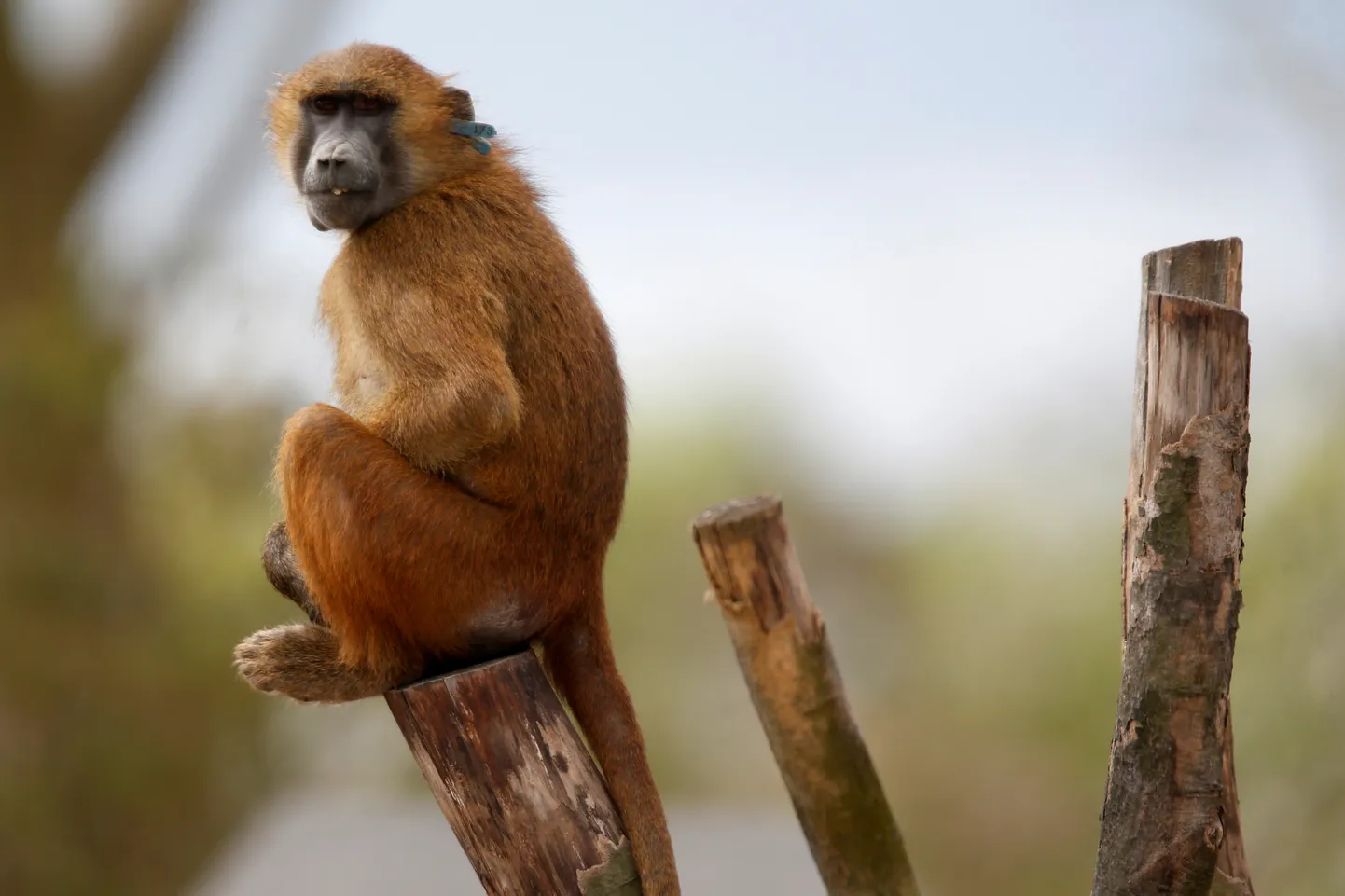 Guinean paavian Pariisi loomaaias