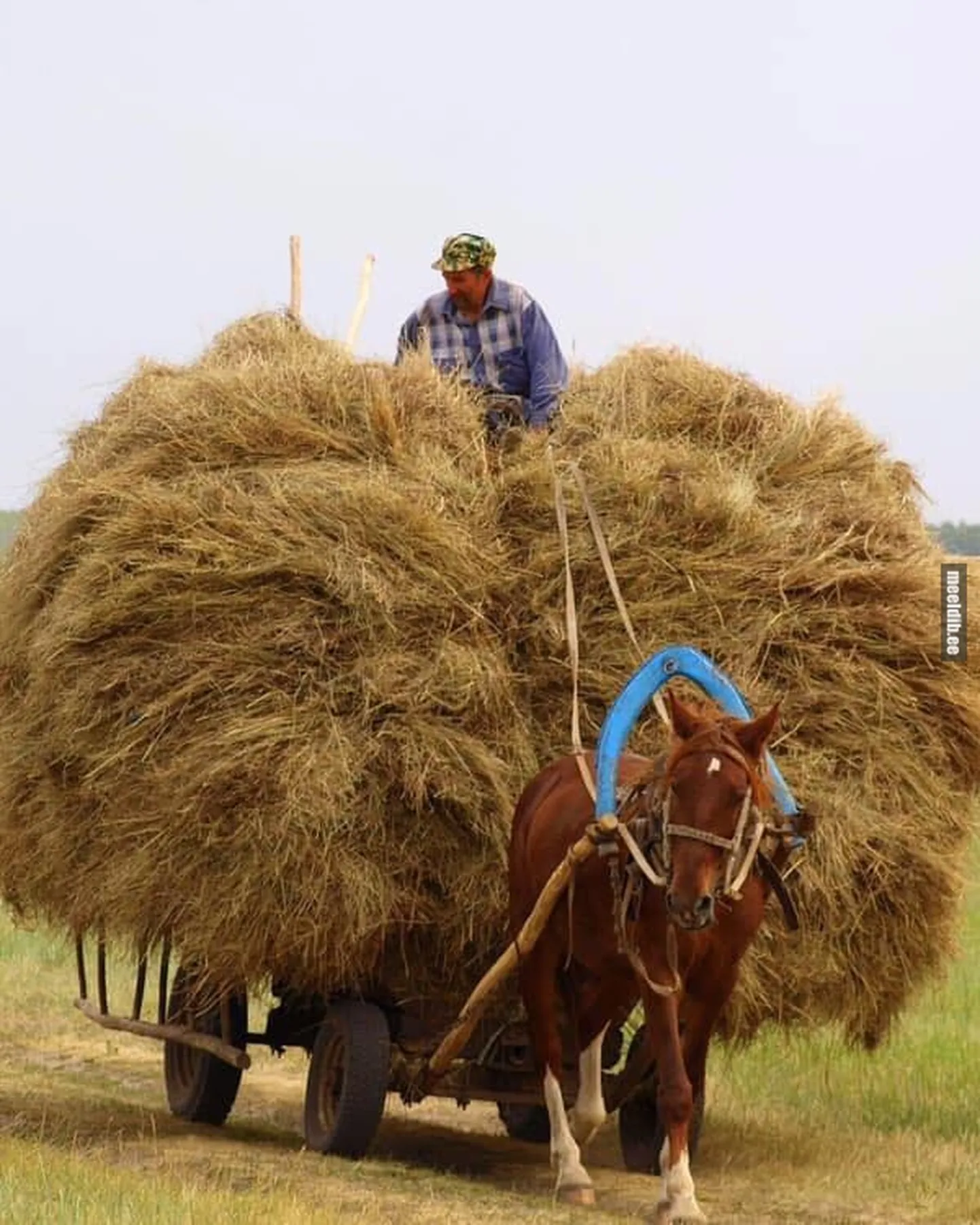 Artikli foto