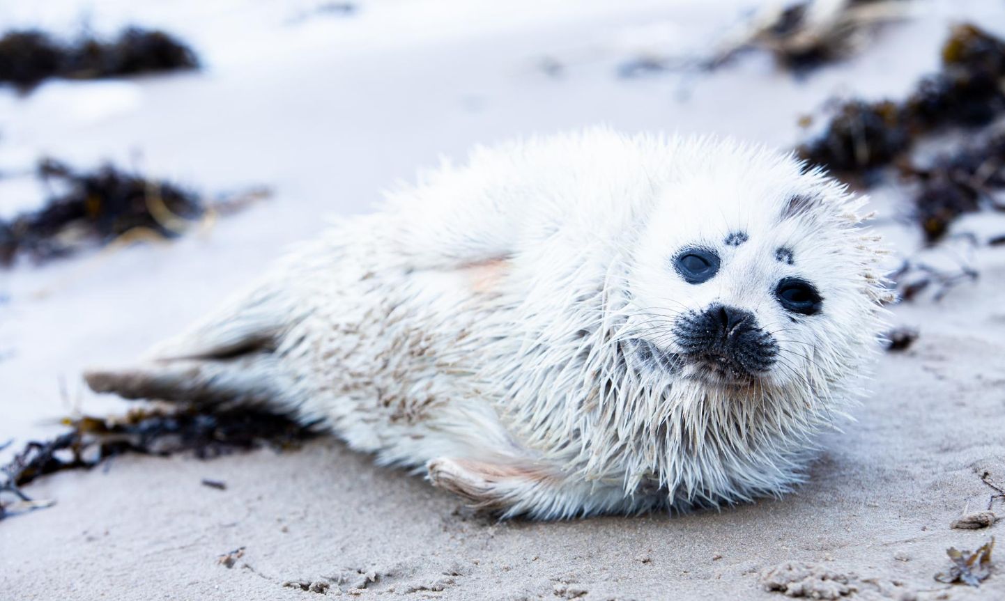 A baby ringed seal, found on Treiman Beach in Häädemeeste rural municipality.