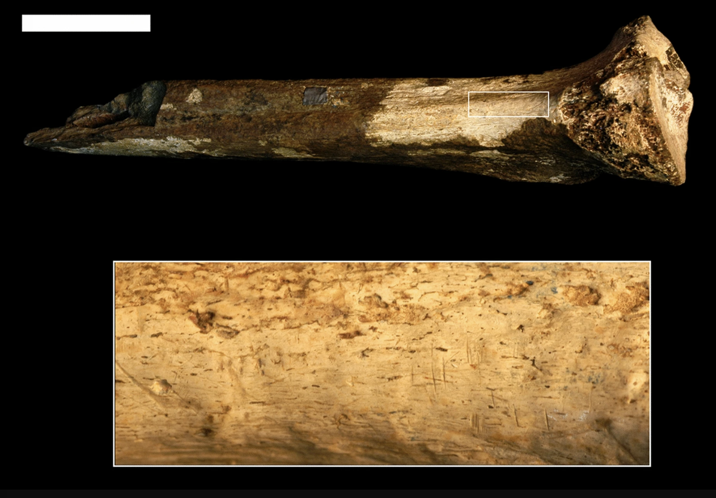 Sääreluu (KNM-ER 741) ja suurendatud pilt, millel olevad lõikejäljed viitavad 1,45 miljoni aasta tagusele kannibalismile